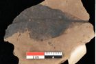 Foto (Detailansicht) von Myrica lignitum Unger (NHMW-GEO-2024-0188-0623)